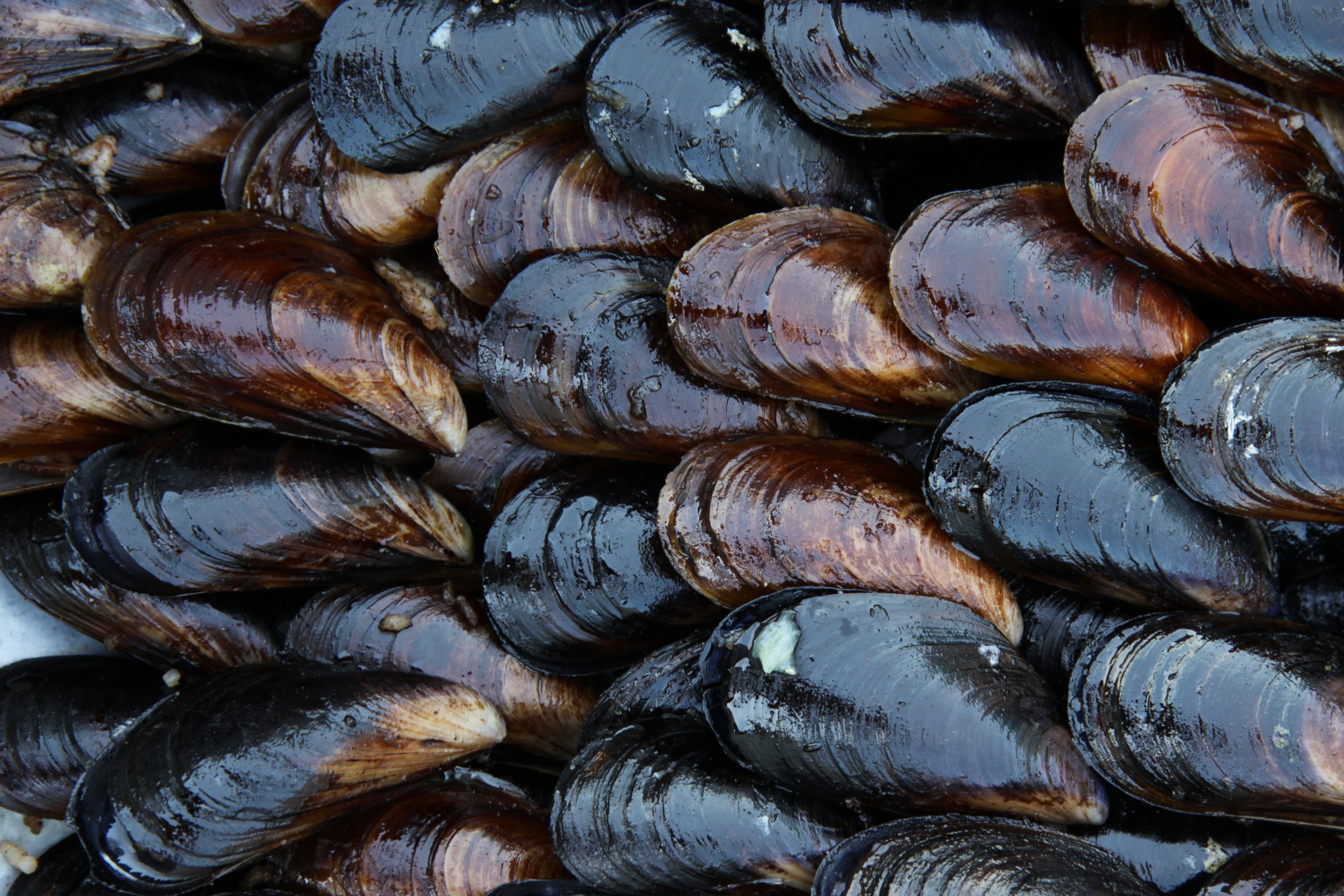 Live P.E.I. Mussels, 1lb.+ – Pelican Seafood Company